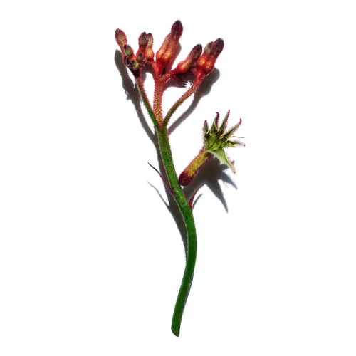 Clarins Tagespflege^Extra-Firming Jour - Reichhaltige, Straffende Anti-Age Tagescreme